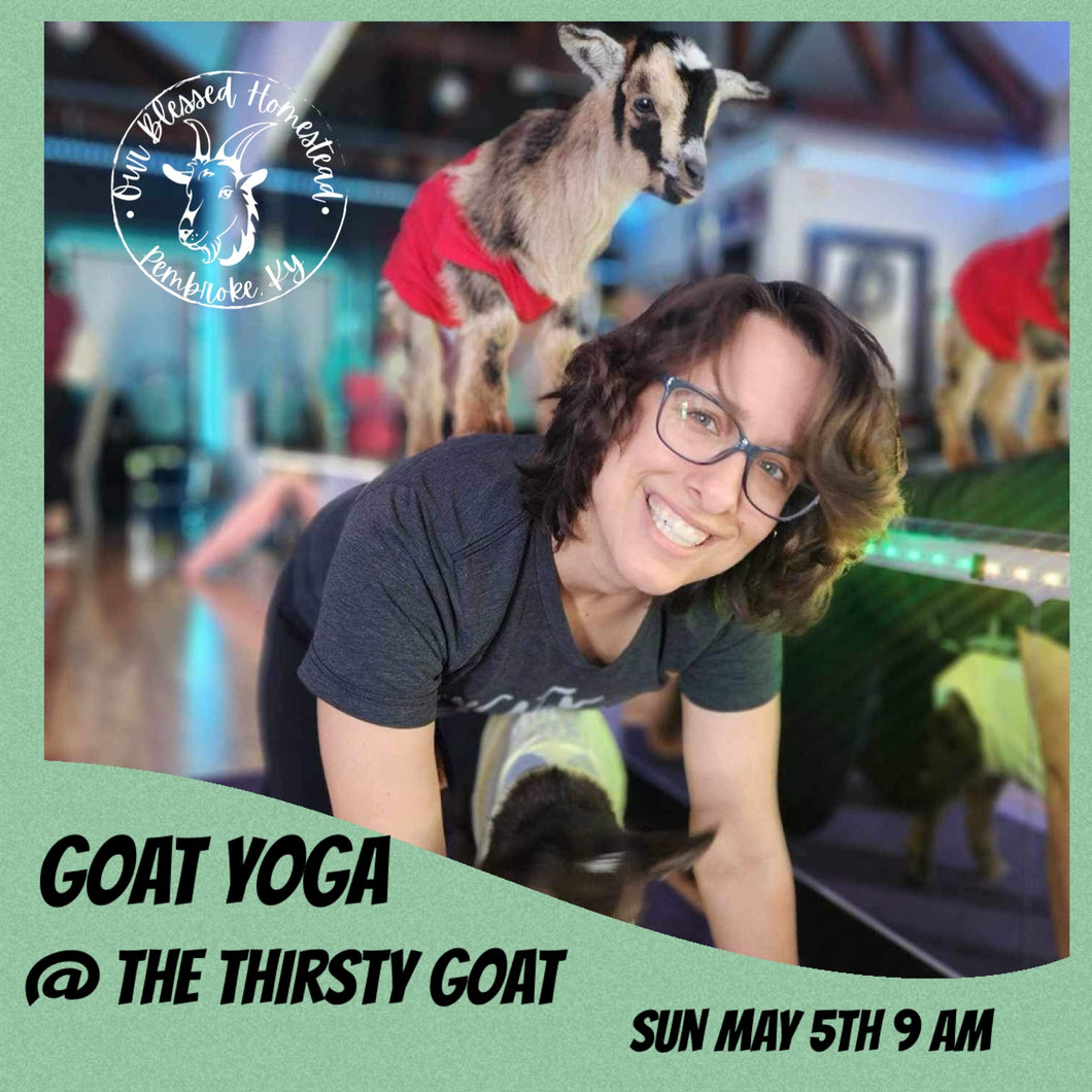 Goat yoga @ The Thirsty Goat