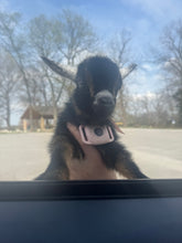 Load image into Gallery viewer, Baby Goat Yoga @ the Brewstillery Clarksville