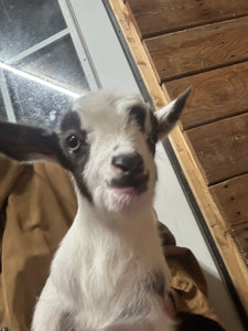 Baby Goat Yoga @ the Brewstillery Clarksville