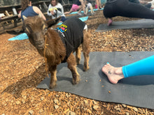 Load image into Gallery viewer, Baby Goat yoga @ The Thirsty Goat - Oct 20th 8 am