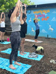 Baby Goat yoga @ The Thirsty Goat - Oct 20th 8 am